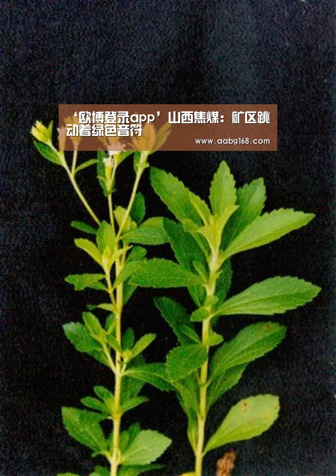 ‘欧博登录app’山西焦煤:矿区跳动着绿色音符(图3) 欧博服务